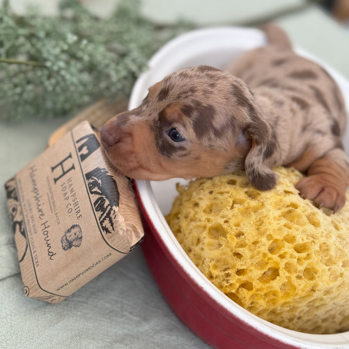 Hampshire Hound • ON SALE – Hampshire Soap Co